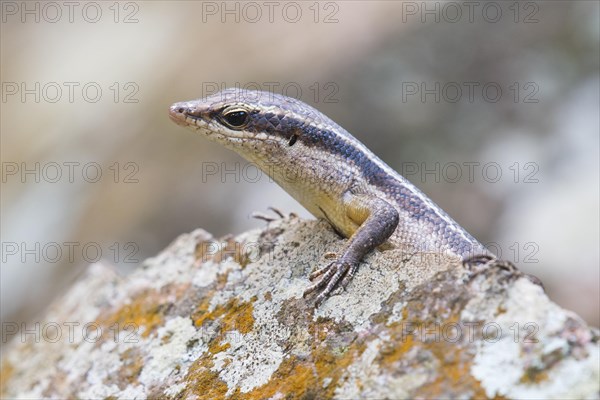 Wright's Skink