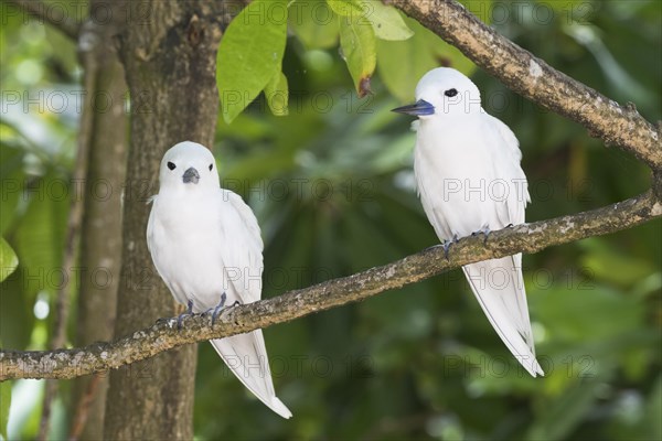 White terns