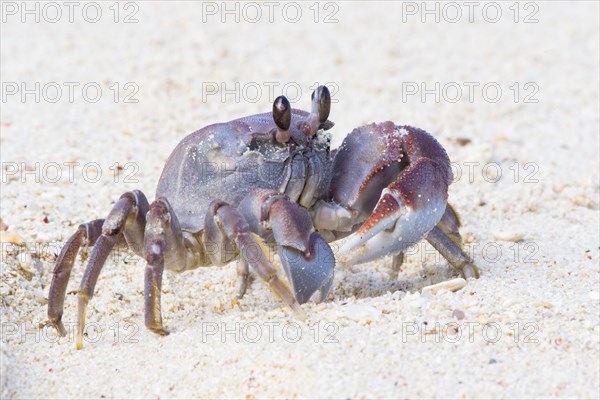 Ghost crab