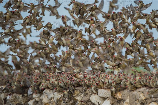 A mega flock of red-billed quelea