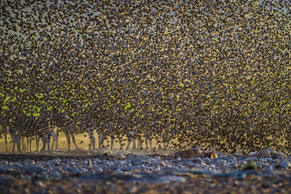 A mega flock of red-billed quelea