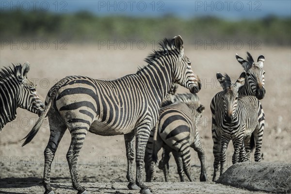 Hartmann's mountain zebra