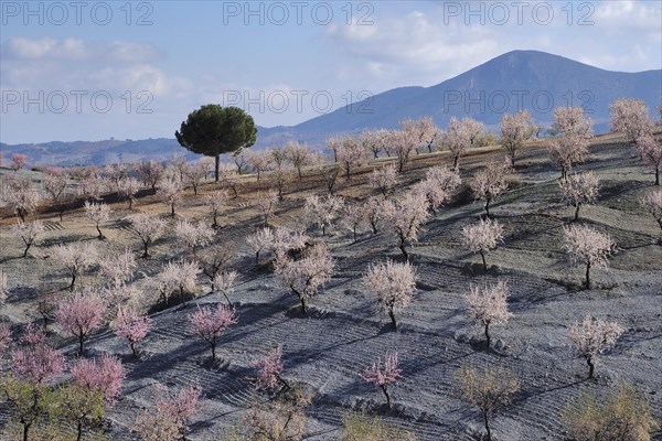 Several almond trees in blossom on mountain slope