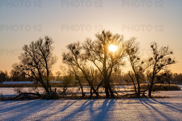 Sunset in the Oder floodplains in winter