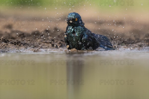 Cape starling