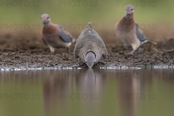 Ring-necked dove