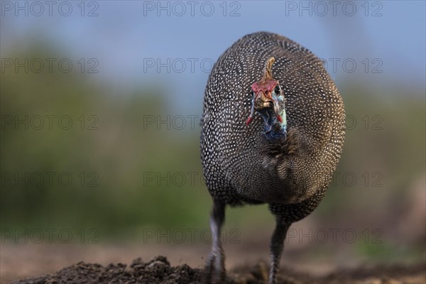 Helmeted guineafowl