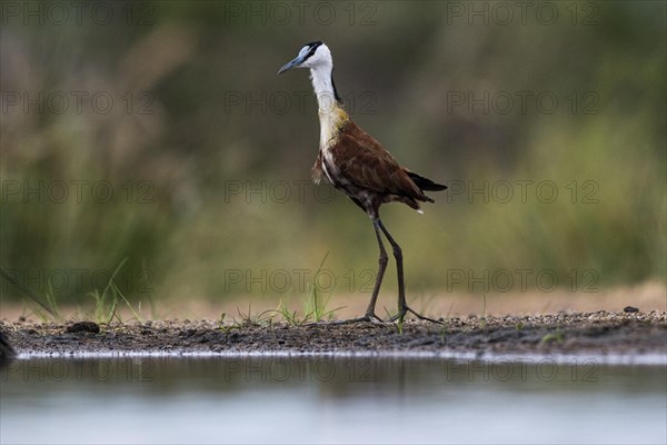 African jacana