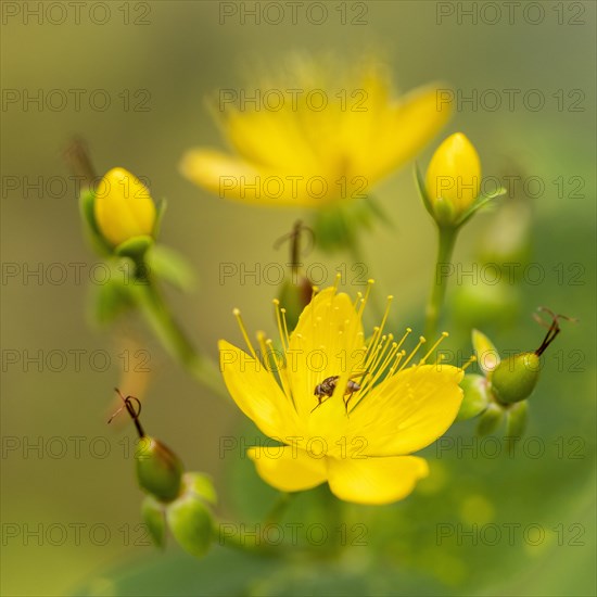 Flower common st john's wort