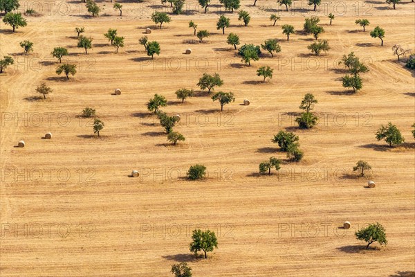 Harvest with straw bales landscape with olive trees aerial view in Majorca