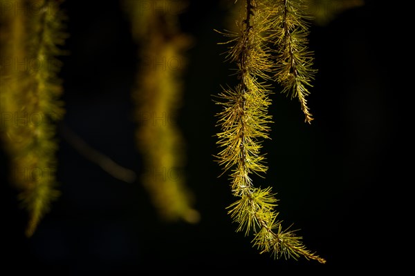 Autumnal yellow larch