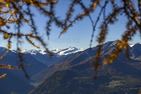 Autumn larch