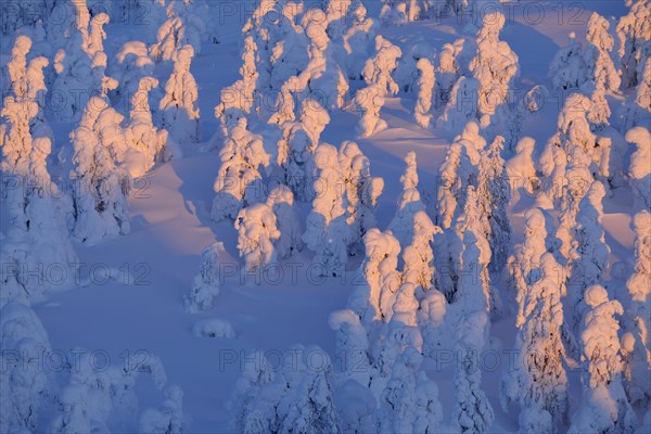 Snow covered trees at sunrise