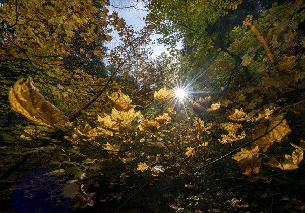Sun shining between yellow autumnal leaves