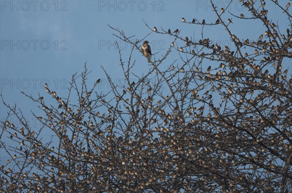 Brambling