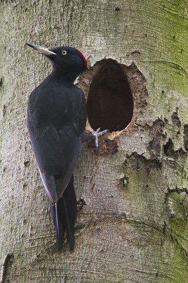 Black woodpecker