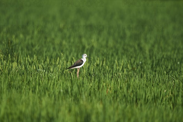 Black-winged stilt