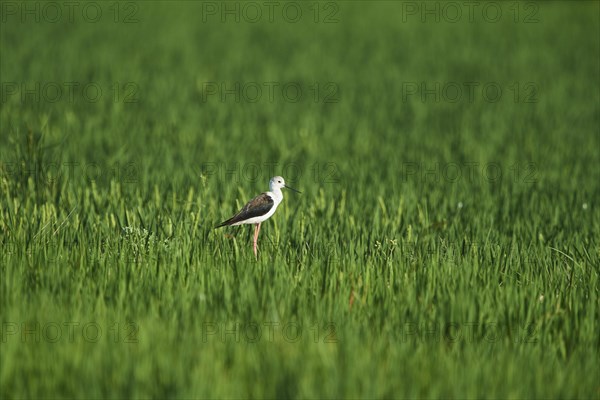 Black-winged stilt