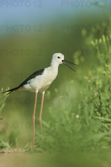 Black-winged stilt