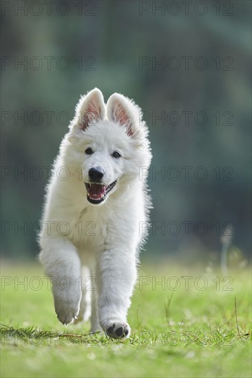 White Swiss Shepherd Dog