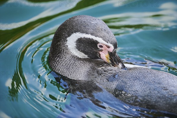 Humboldt penguin