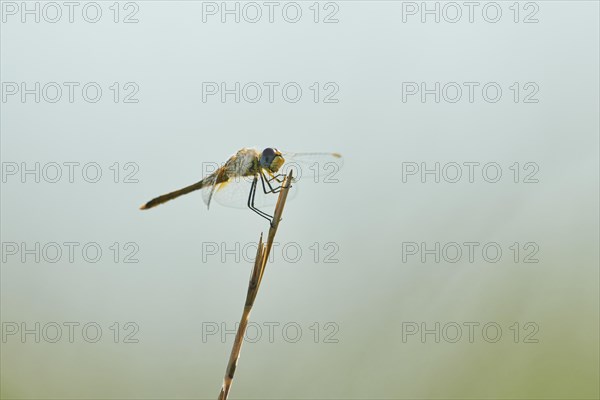 Red-veined darter