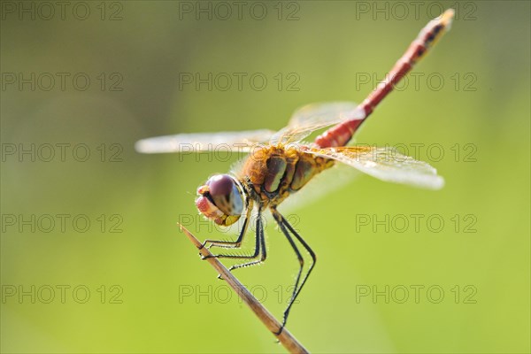 Red-veined darter