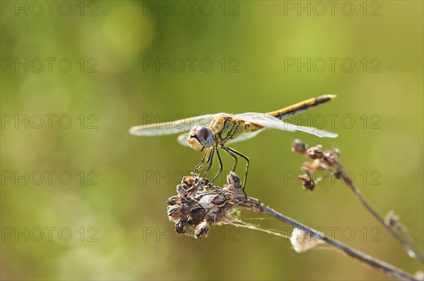 Red-veined darter