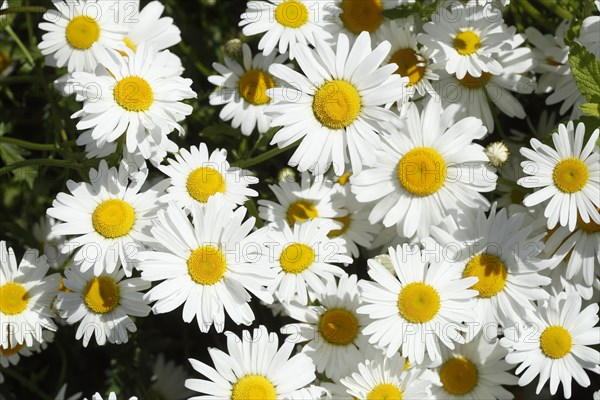 Marguerite