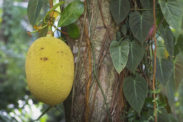 Jackfruit tree