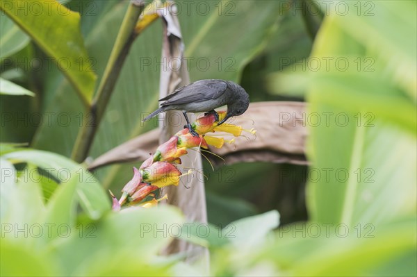 Seychelles Sunbird