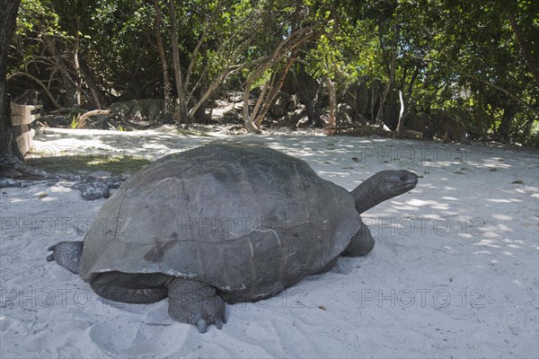 Aldabra giant tortoise