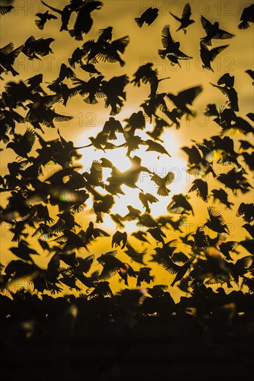 A mega flock of red-billed quelea