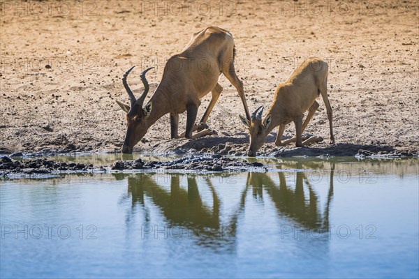 Red hartebeest