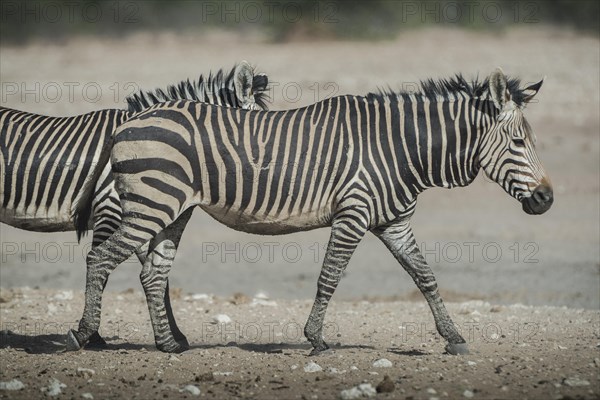 Hartmann's mountain zebra