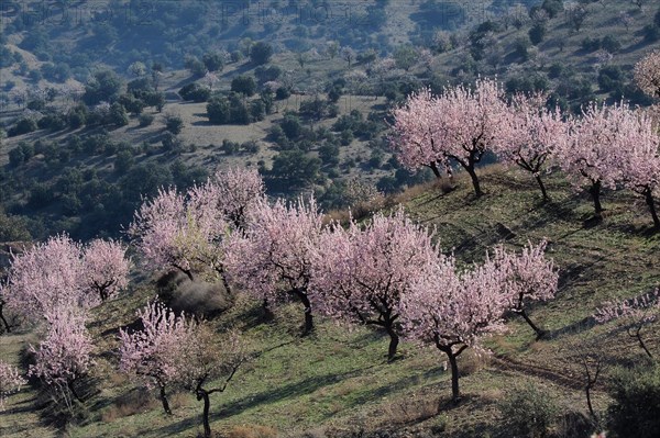 Several almond trees in blossom on mountain slope