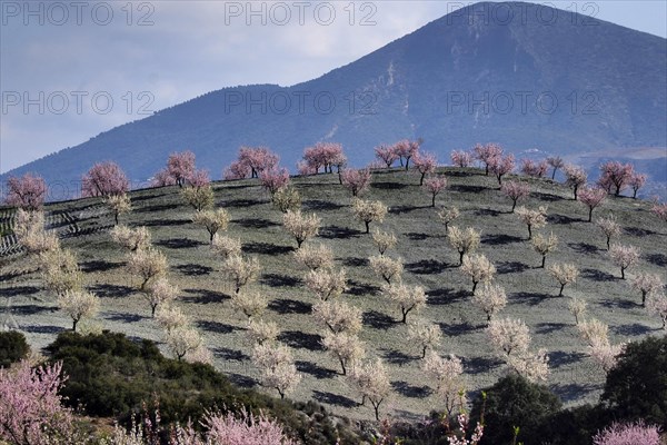 Several almond trees in blossom on mountain slope