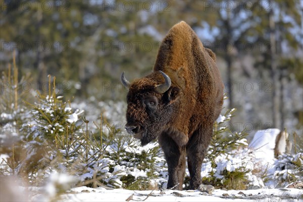 European bison