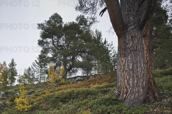 Scots pine