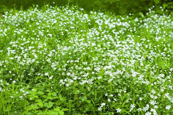 Greater stitchwort