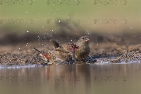 Red-billed firefinch