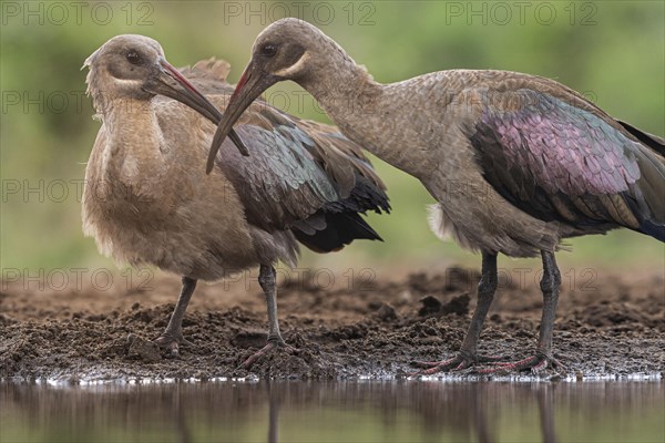 Hagedash Ibis