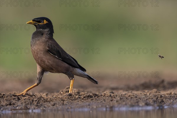 Shepherd mynah