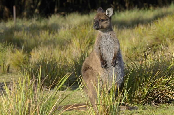 Kangaroo Island Kangaroo