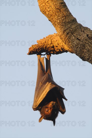 Grey-headed flying fox