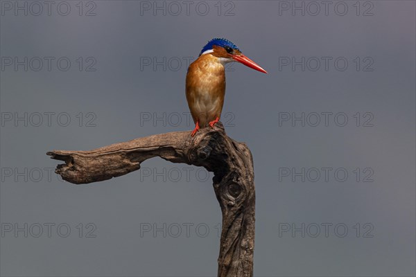 Malachite kingfisher