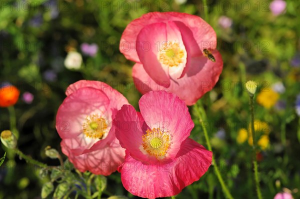 Pink or salmon-coloured flower of corn poppy hybrids
