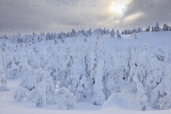 Snow covered trees