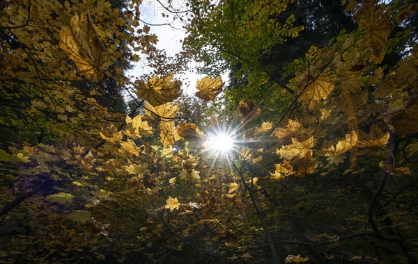 Sun shining between yellow autumnal leaves