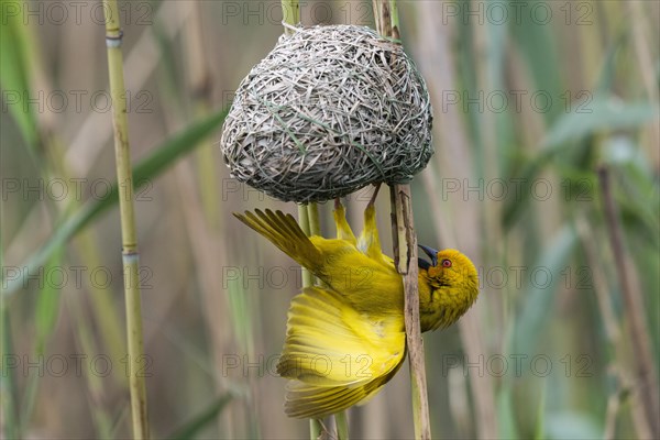 Eastern golden weaver